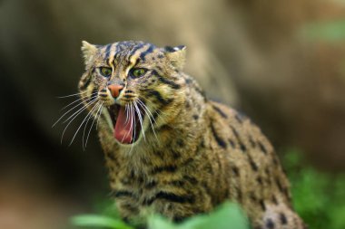 Balıkçı kedi (Prionailurus viverrinus), yeşil arka planlı bir portre..