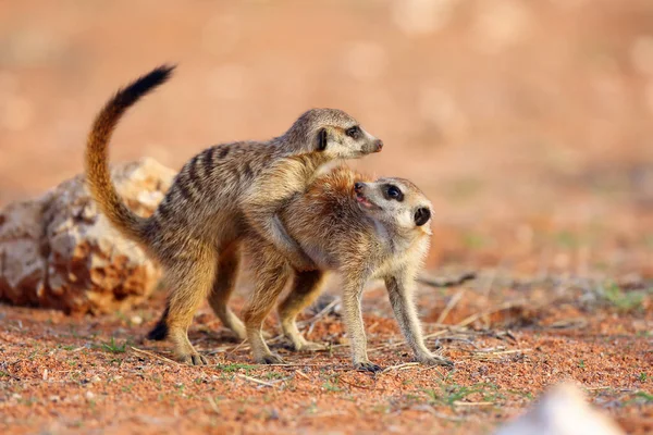 Meerkat Lub Suricate Suricata Suricatta Patrolowanie Pobliżu Otworu Meerkat Stoi — Zdjęcie stockowe