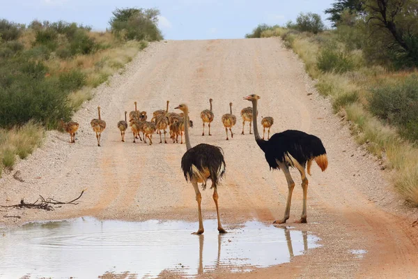 Avestruz Avestruz Comum Struthio Camelus Deserto — Fotografia de Stock