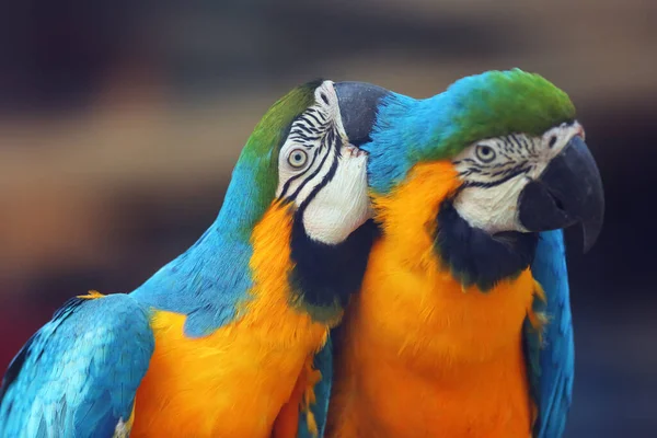 Arara Azul Amarela Ara Ararauna Também Conhecida Como Arara Azul — Fotografia de Stock