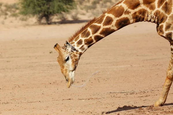 南非长颈鹿 Giraffa Camelopardalis Giraffa 生活在干涸的河流中央 大男人喝水坑的水 — 图库照片