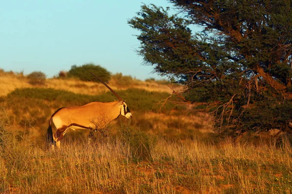 Овсянка Овсянка Oryx Gazella Пустыне Орикс Сухой Пустынной Реке Утреннем — стоковое фото