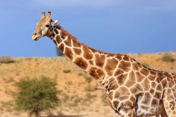 在干涸的河流中游着的南非长颈鹿 Giraffa Camelopardalis Giraffa 沙漠中的一群长颈鹿 — 图库照片