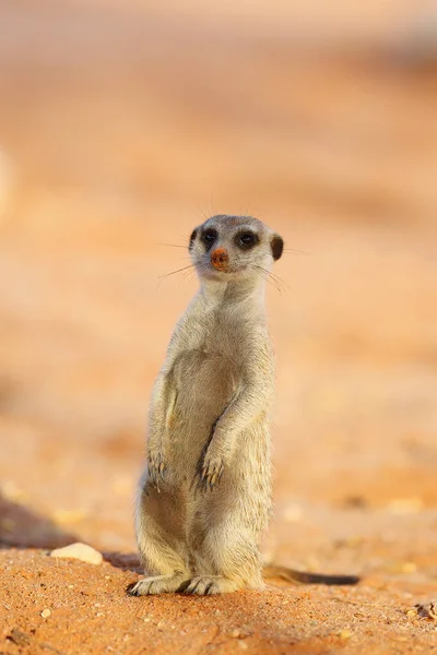 Meerkat Suricate Suricata Suricatta Patrulhando Perto Buraco Meerkat Sol Manhã — Fotografia de Stock