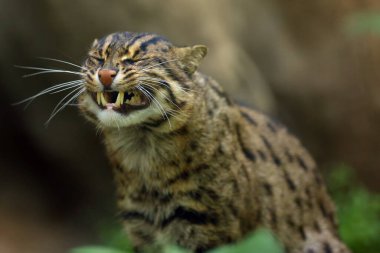 Balıkçı kedi (Prionailurus viverrinus), yeşil arka planlı bir portre..