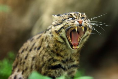 Balıkçı kedi (Prionailurus viverrinus), yeşil arka planlı bir portre..