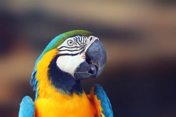 Blue Yellow Macaw Ara Ararauna Also Known Blue Gold Macaw — Stock Photo, Image