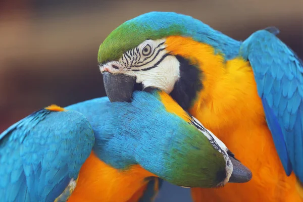Mavi Sarı Papağan Ara Ararauna Ayrıca Mavi Altın Papağan Olarak — Stok fotoğraf