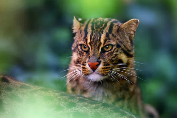 Fishing Cat Prionailurus Viverrinus Portrait Green Background — Stock Photo, Image