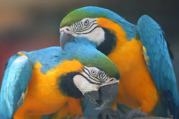 Blauwgele Ara Ara Arauna Ook Bekend Als Blauwgouden Ara Portret — Stockfoto