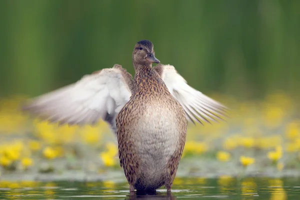 Mallard Wild Duck Anas Platyrhynchos Female Outstretched Wings Blooming Lagoon — Stock Photo, Image