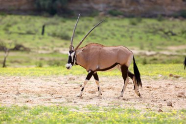 Çöldeki mücevher ya da mücevher geyiği (Oryx gazella). Yeşil çölde Afrika antilobu.