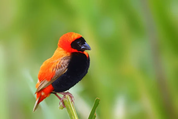 南部の赤主教または赤主教 Eupectes Orix は緑の背景を持つ枝に座っています 赤パッセリンで葦の求愛で — ストック写真