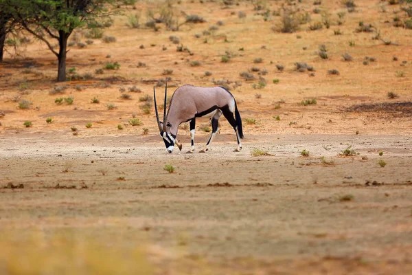 사막에서는 Gemsbok Gemsbuck Oryx Gazella 이라고 도불린다 강에서 자라는 고구마 — 스톡 사진