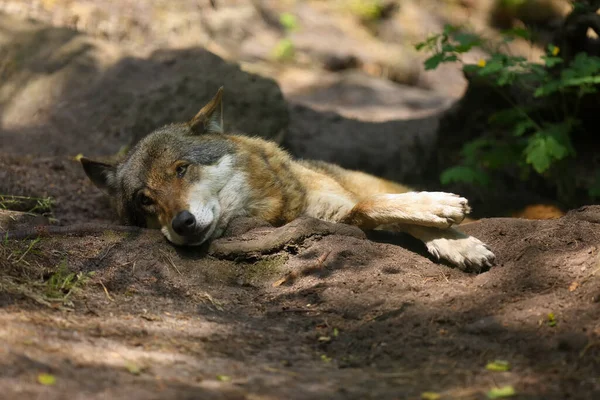 Loup Eurasien Canis Lupus Lupus Également Connu Sous Nom Loup — Photo