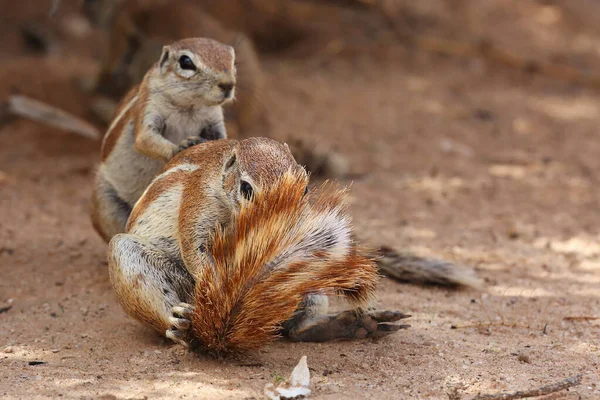 Kaap Grondeekhoorn Xerus Inauris Een Jong Individu Niest Een Rustende — Stockfoto