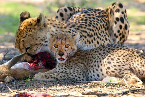 Gepárd Kölyök Acinonyx Jubatus Anyja Antilopot Esznek Gepárdok Sivatagban — Stock Fotó