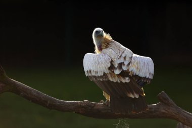 Himalaya akbabası veya dalda oturan Himalaya griffon akbabası (Gyps himalayensis). Voltaj arka planda.