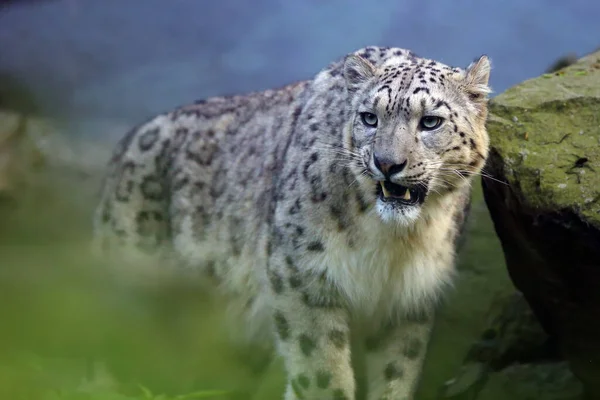 Leopardo Nieve Onza Panthera Uncia Retrato Del Macho — Foto de Stock