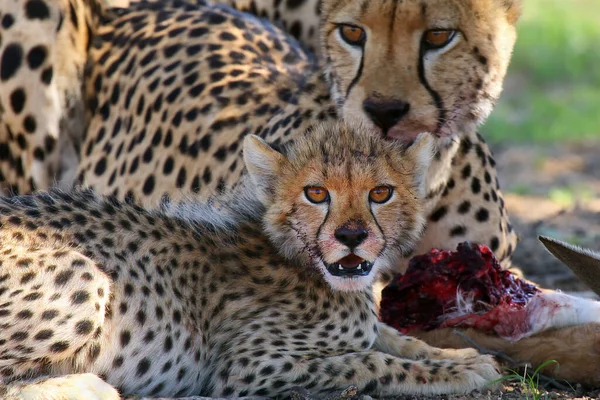 Mladý Gepard Acinonyx Jubatus Leží Zemi Gepardí Mládě Matkou Poušti — Stock fotografie