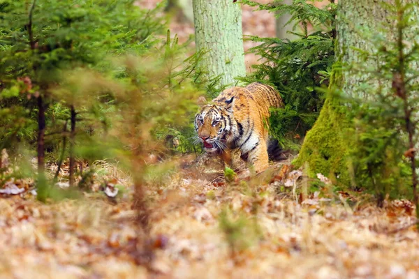 森の中のアムールトラ Panthera Tigris Tigris 森の中のヤングメストラとも呼ばれるシベリアトラ Panthera Tigris Tigris — ストック写真