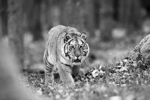 Sibirya Kaplanı Panthera Tigris Tigris Tigris Ormanda Amur Kaplanı Panthera — Stok fotoğraf