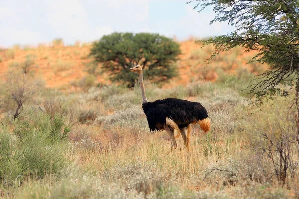Struś Lub Struś Zwyczajny Struthio Camelus Pustyni Mężczyzna Struś Czerwonych — Zdjęcie stockowe