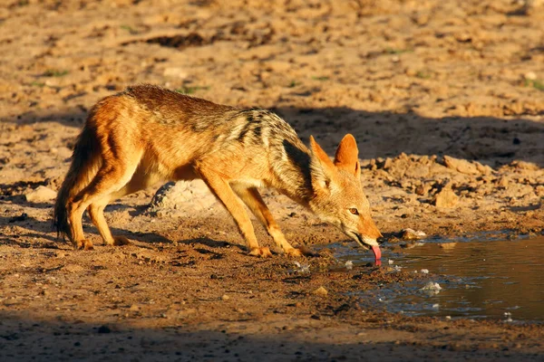 Τσακάλι Μαύρη Υποστήριξη Canis Mesomelas Πίνει Στο Νερόλακκο Στην Έρημο — Φωτογραφία Αρχείου