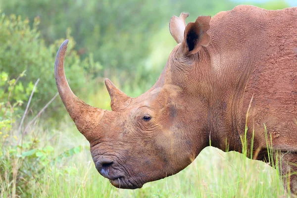 Das Breitmaulnashorn Ceratotherium Simum Portrait — Stockfoto