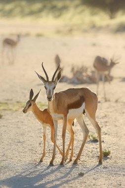 Antidorcas marsupialis (Antidorcas marsupialis) bir antilop sürüsü çölde koşar. Gün ortası çölünde bir antilop sürüsü.