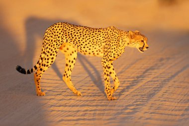 Çita (Acinonyx jubatus) yolda akros yürür. Dişi çita son ışıkta kumlu yoldan geçer..