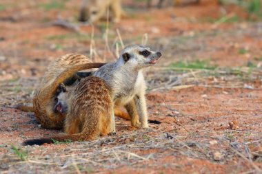 Mirket ya da suricate (Suricata suricatta), gençleri oynayan.
