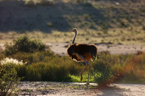 Avestruz Avestruz Común Struthio Camelus Desierto Avestruz Contraluz —  Fotos de Stock