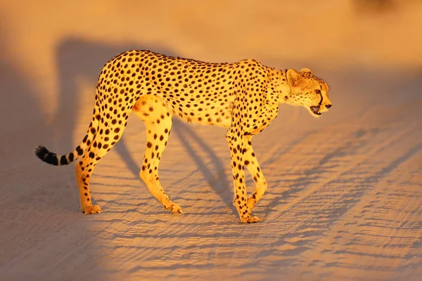 走在路上的猎豹 金丝雀 在最后一盏灯下 雌性猎豹穿过了沙地路 — 图库照片