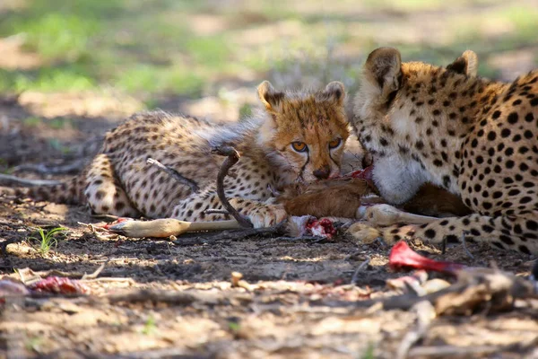 Mãe Filhote Acynonix Jubatus Presa Cheetahs Alimentam Springbock Caçado — Fotografia de Stock