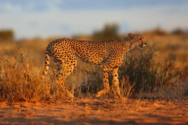 Çita (Acinonyx jubatus) gün batımında ağaçların arasında çimlerin üzerinde yürüyor. Akşam ışığında Afrika kedisi.