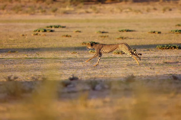 Cheetah Acynonix Jubatus Desert Cheetah Going Attack — Stock Photo, Image