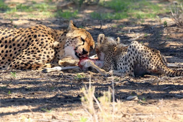 Mãe Filhote Acynonix Jubatus Presa Cheetahs Alimentam Springbock Caçado — Fotografia de Stock