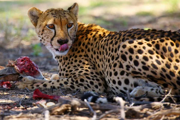 Çita Acinonyx Jubatus Portresi Çölde Afrika Kedi Portresi Sakalında Kan — Stok fotoğraf