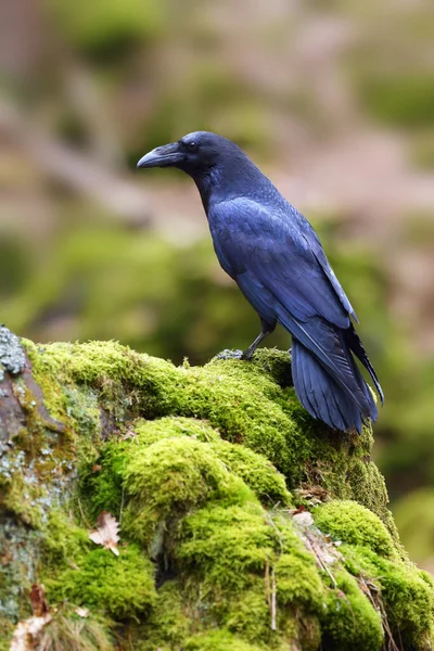 常见的乌鸦 Corvus Corax 也被称为北方乌鸦 栖息在石上 上面有苔藓 森林里的乌鸦 — 图库照片