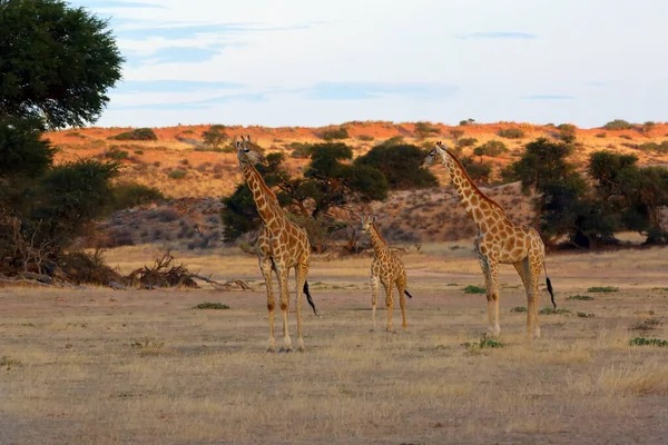 Південноафриканський Джираф Giraffa Camelopardalis Giraffa Середині Річки Стадо Жирафів Пустелі — стокове фото