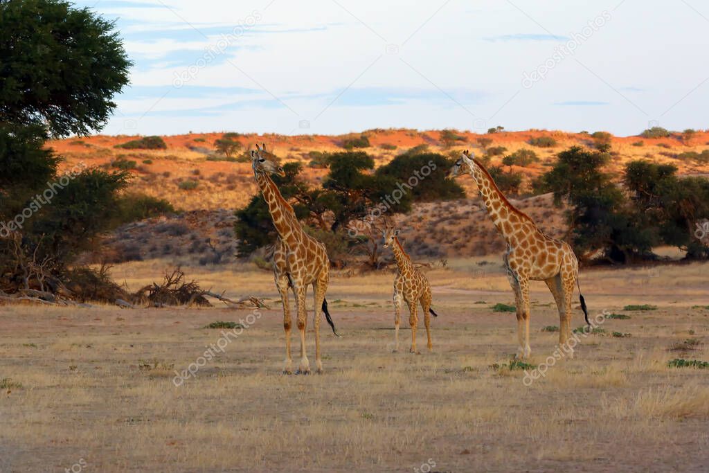 The south african girrafe (Giraffa camelopardalis giraffa) in the midlle of the dried river. A  herd of giraffes in the desert.