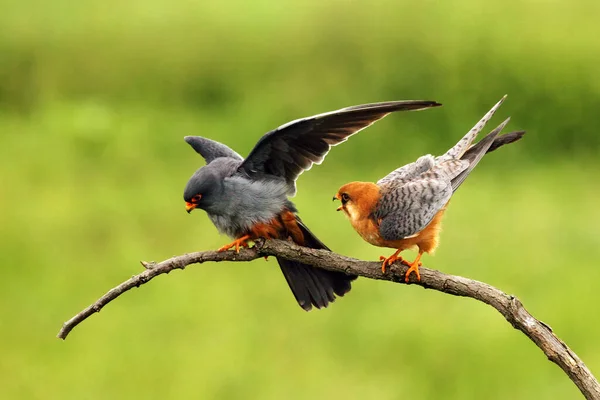 Falcon Patas Rojas Falco Vespertinus Apareamiento Par Sobre Fondo Verde — Foto de Stock