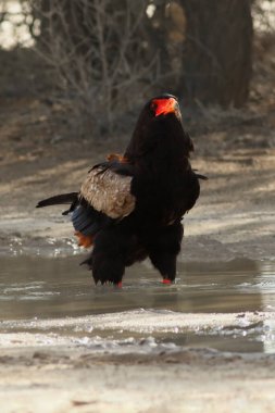 Bateleur (Terathopius ecaudatus) su birikintisinden su içerken ve banyo yaparken çevreyi izler.