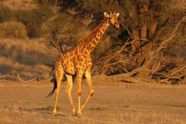 Południowoafrykańska Żyrafa Żyrafa Camelopardalis Żyrafa Spaceruje Środku Wyschniętej Rzeki Pustyni — Zdjęcie stockowe