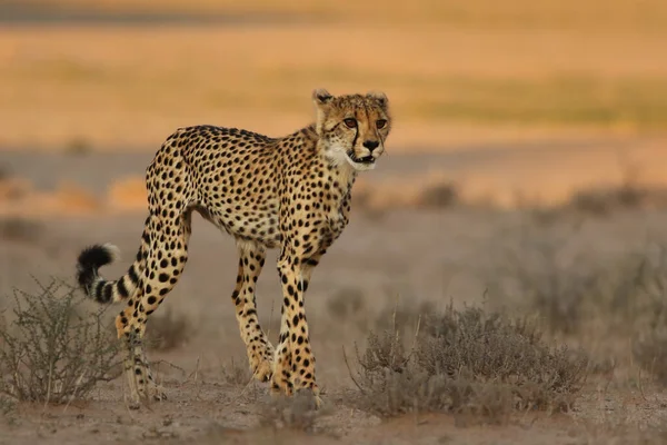 Cheetah Acinonyx Jubatus Walking Dry Savanna Beautiful Light Evening Female — Stock Photo, Image