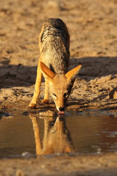 Черная Спина Шакала Canis Mesomelas Пьет Воду Лужи Красивом Вечернем — стоковое фото