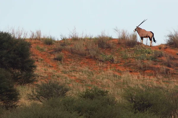 Гемскок Або Дорогоцінний Камінь Oryx Gazella Стоїть Вершині Червоної Дюни — стокове фото