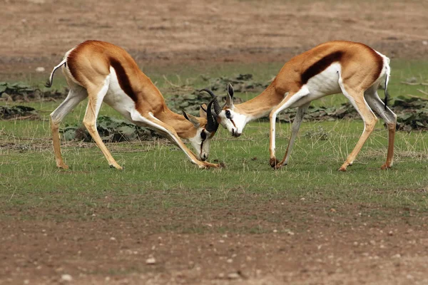Two Males Springbok Antidorcas Marsupialis Fighting Savanna Beautiful Antelope Action — Stock Photo, Image