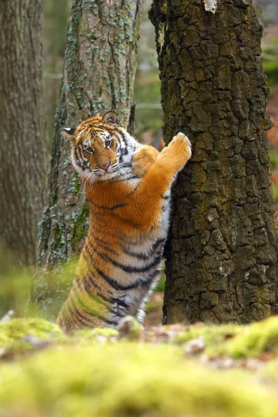 속에서는 시베리아 호랑이 Panthera Tigris Tigris 호랑이 Panthera Tigris Altaica — 스톡 사진